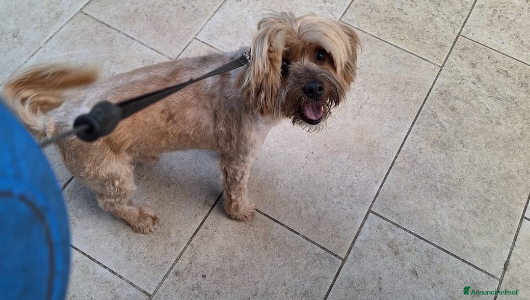 Altre razze cani in regalo: Bobby, piccolo cagnolino cerca casa  a Città metropolitana di Roma Capitale - Annuncio 2