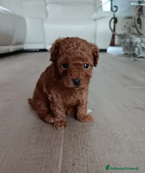 Barboncino cani Cuccioli Di Barboncino  - Annuncio 1