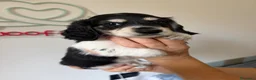 Bassotto Nano cani in vendita: Bassotti a pelo lungo  a Città metropolitana di Milano - Annuncio 10