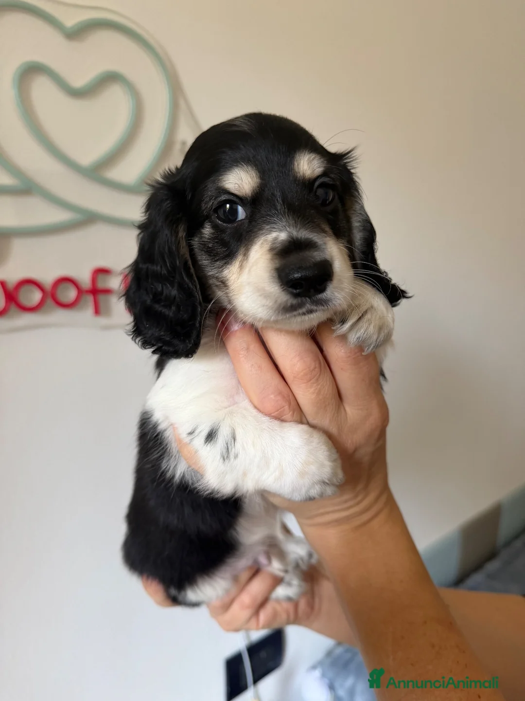 Bassotto Nano cani in vendita: Bassotti a pelo lungo  a Città metropolitana di Milano - Annuncio 10