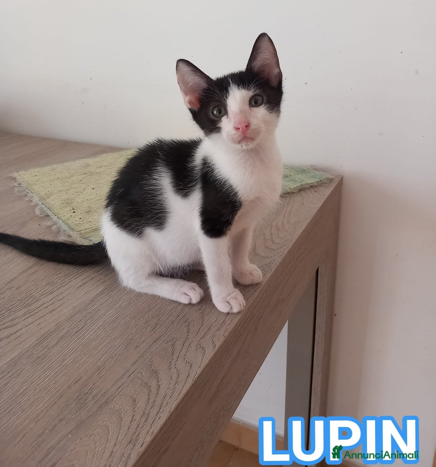 Europeo gatti LUPIN, dolce micino da adottare! - Annuncio 31