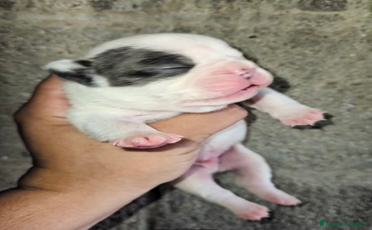 Bulldog Francese cani a Città metropolitana di Milano - Annuncio 4