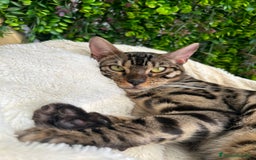 Bengala gatti in vendita: Gattina bengala colorazione WILD a Rome - Immagine 4