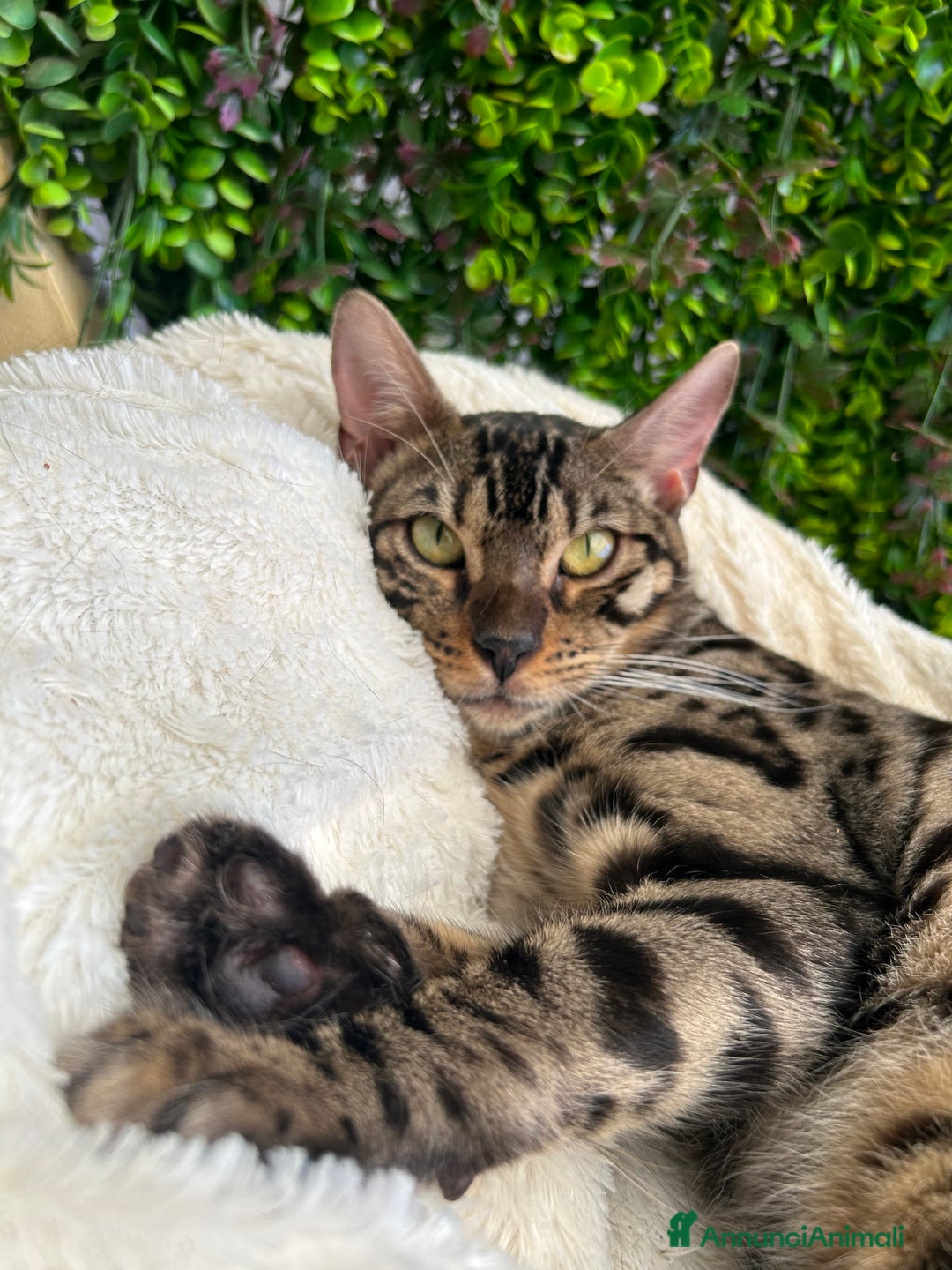 Bengala gatti in vendita: Gattina bengala colorazione WILD a Rome - Immagine 4