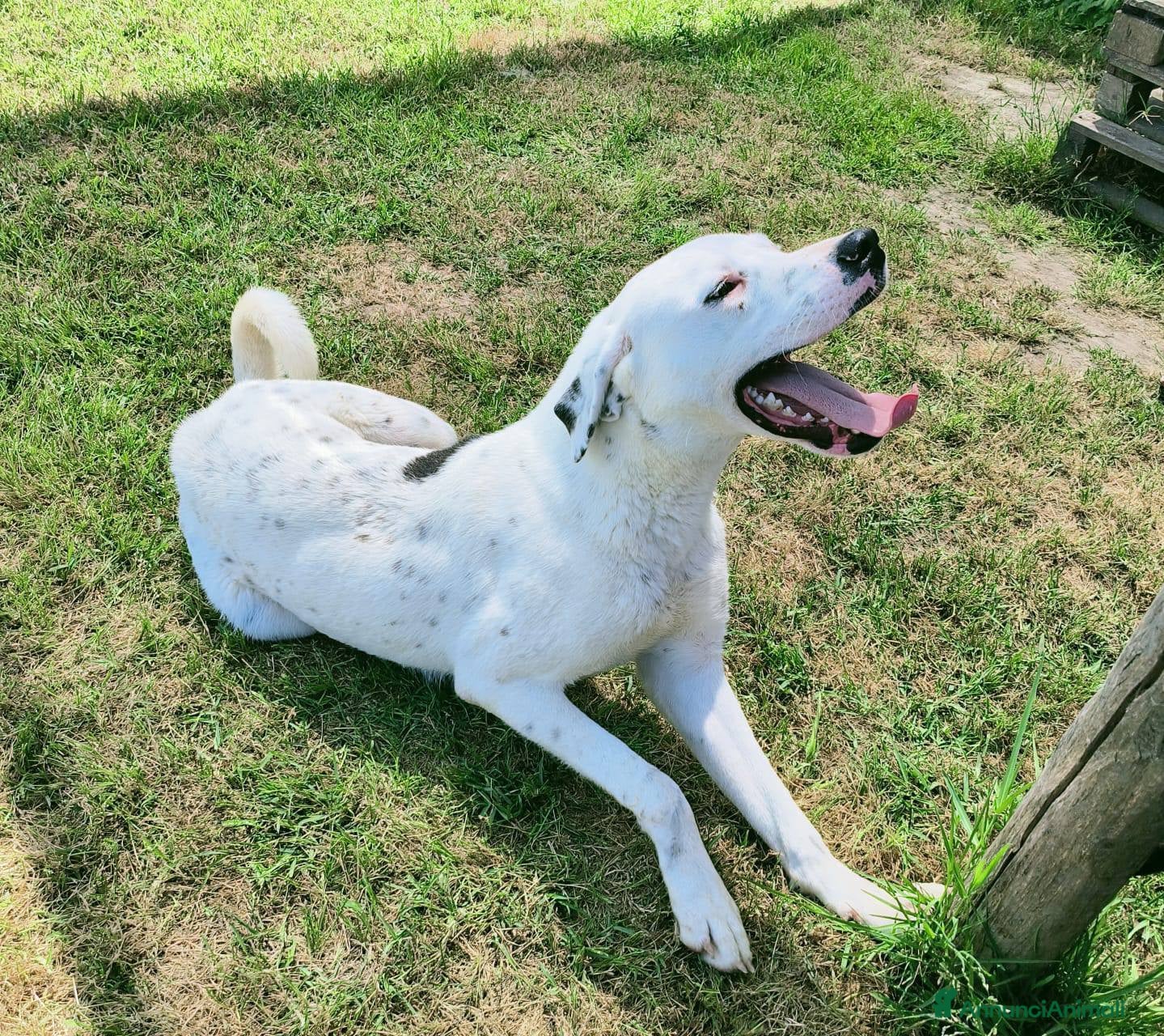 Altre razze cani in regalo: ROSARIO, mix di simpatia unica - Annuncio 2
