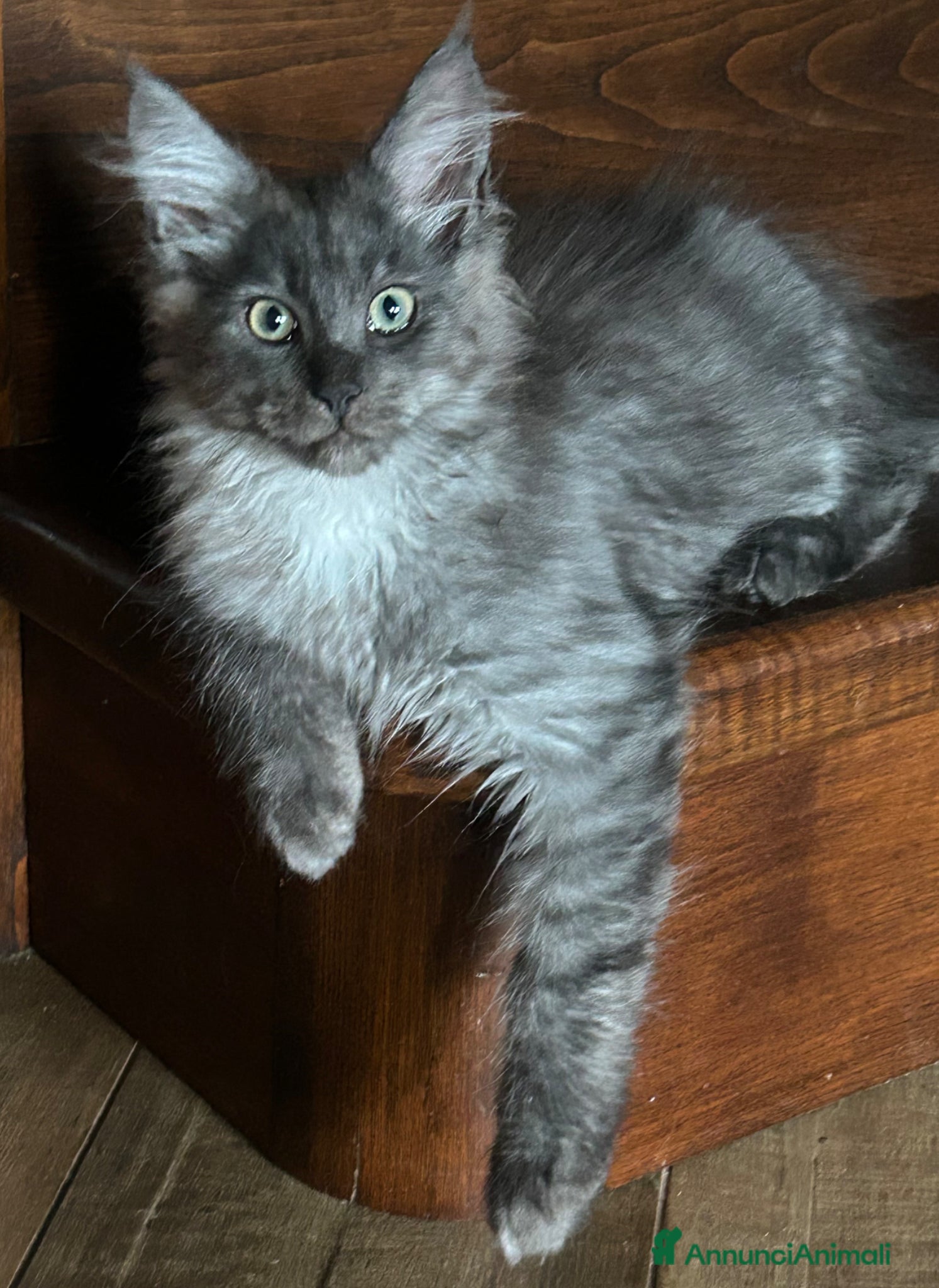 Maine Coon gatti in vendita: Maine Coon black smoke  - Annuncio 1