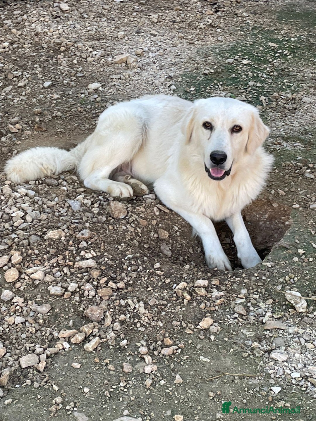 Meticcio cani in regalo: ADOTTA IL TENERO LUCKY - Annuncio 7