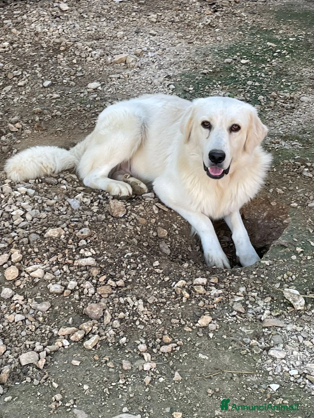Meticcio cani in regalo: ADOTTA IL TENERO LUCKY - Annuncio 7