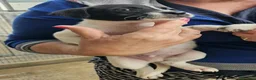 Meticcio cani in regalo: Alan: 2 mesi taglia contenuta  - Annuncio 1
