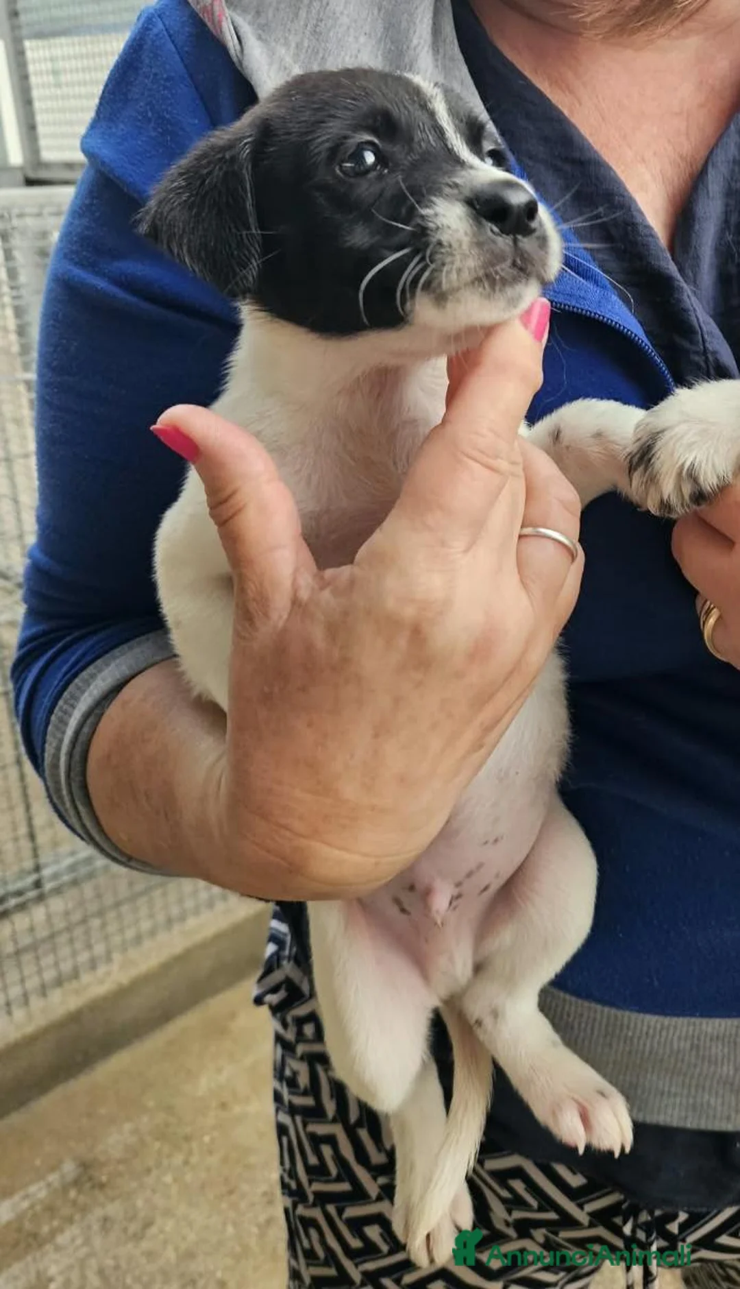 Meticcio cani in regalo: Alan: 2 mesi taglia contenuta  - Annuncio 1