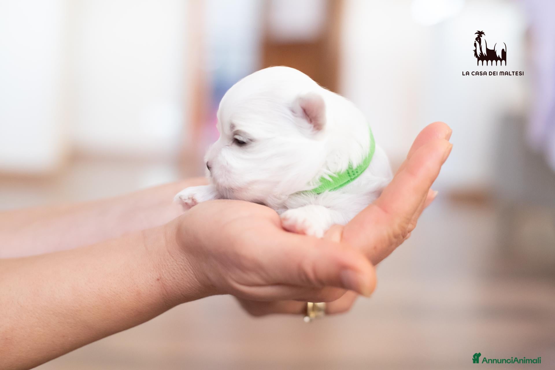 Maltese cani in vendita: Cuccioli di Maltese con Pedigree ENCI  - Annuncio 14