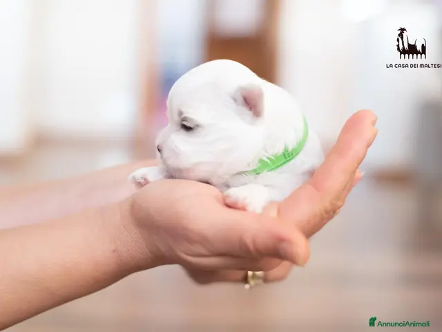 Maltese cani in vendita: Cuccioli di Maltese con Pedigree ENCI - Annuncio 14