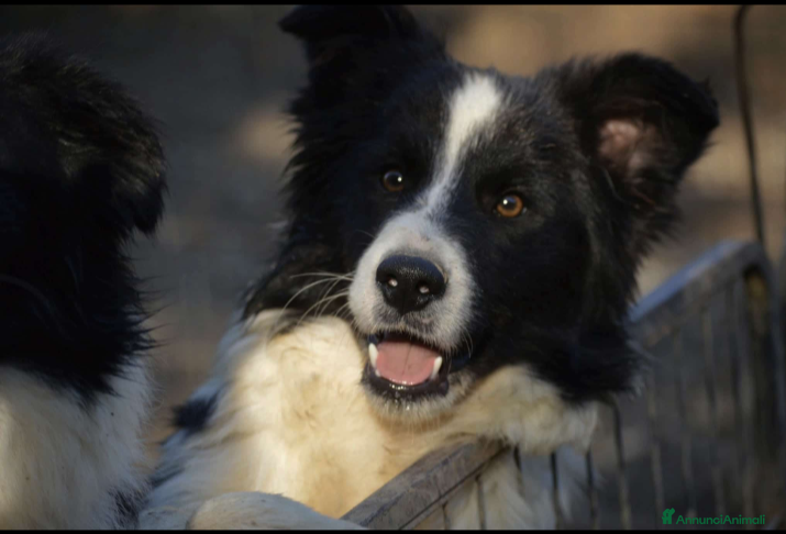 Border Collie cani BORDER COLLIE Maschi - Annuncio 3