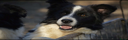 Border Collie cani in vendita: BORDER COLLIE Maschi - Annuncio 1