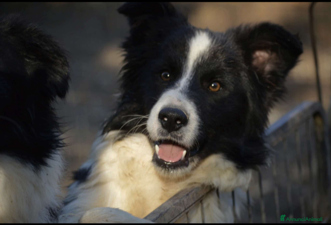 Border Collie cani in vendita: BORDER COLLIE Maschi - Annuncio 1