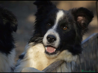 Border Collie cani BORDER COLLIE Maschi - Annuncio 28