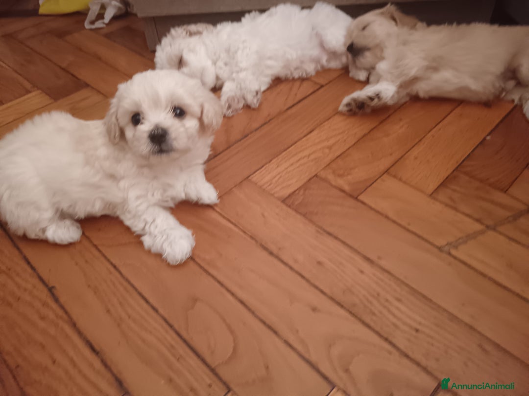 Maltese cani in vendita: Cuccioli maltipoo a Città Metropolitana di Torino - Immagine 6