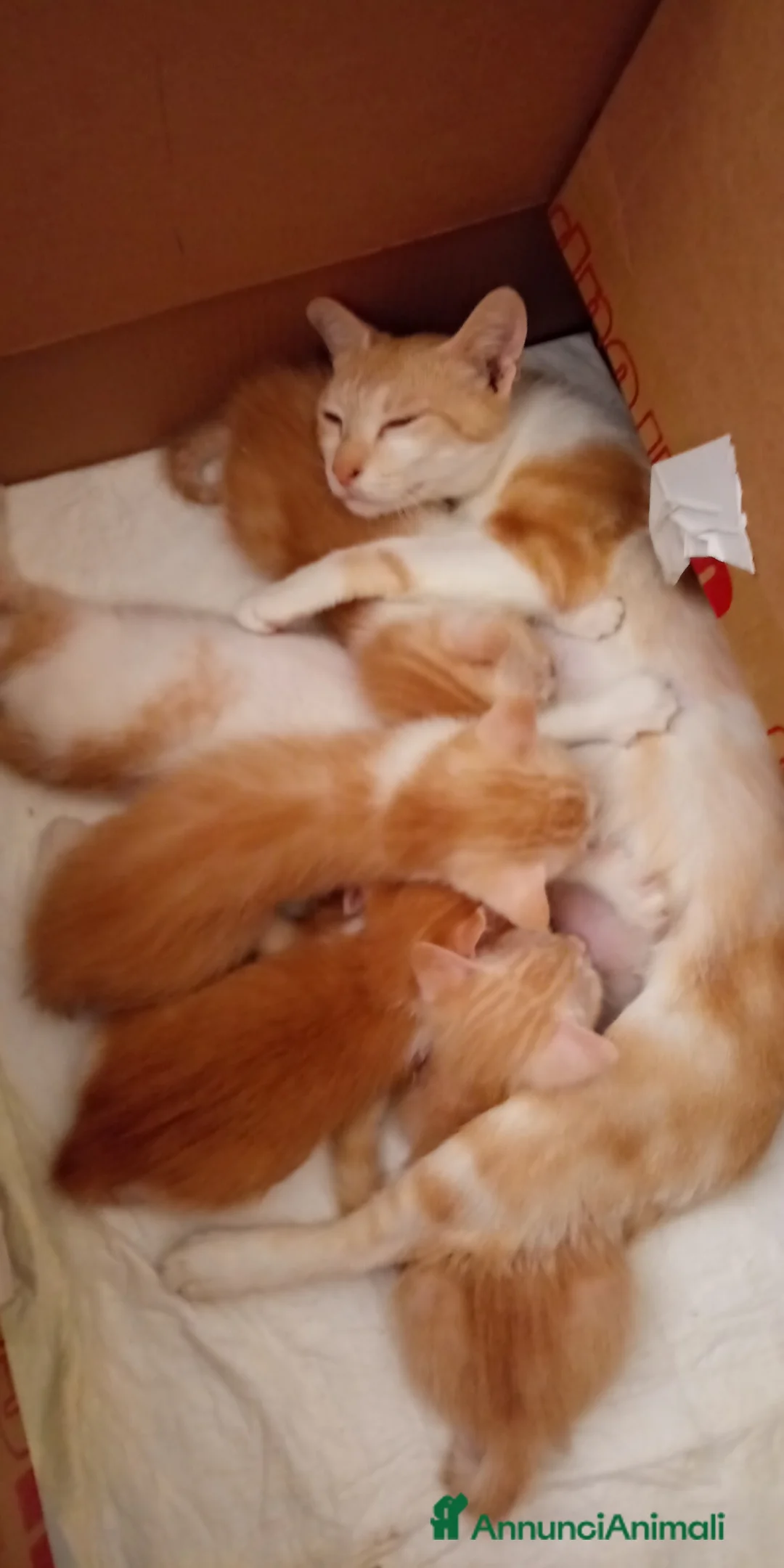 Europeo gatti in regalo: Regalo gattini nati in casa - Annuncio 2