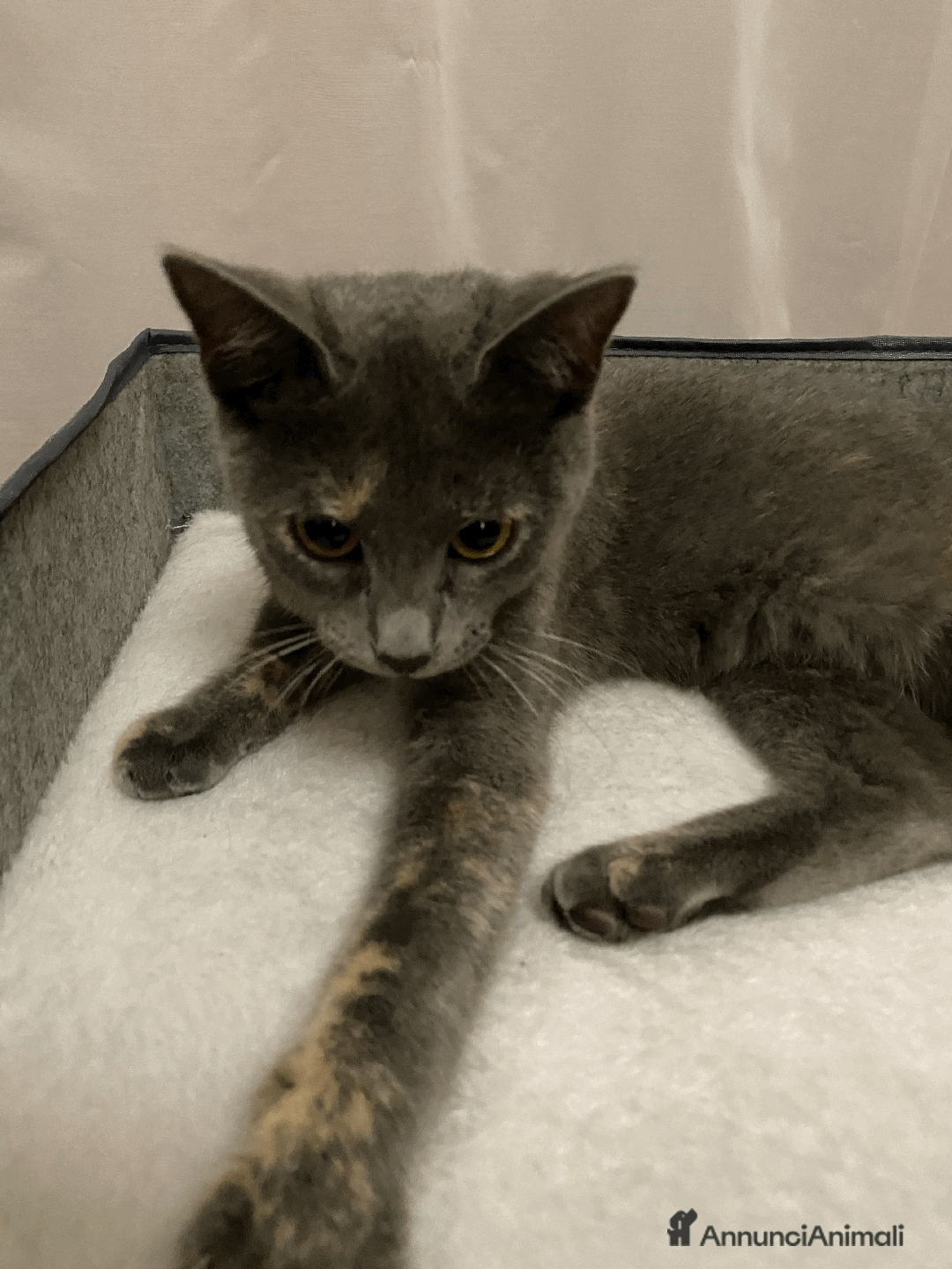 Europeo gatti in regalo: Gattina in adozione - Annuncio 4