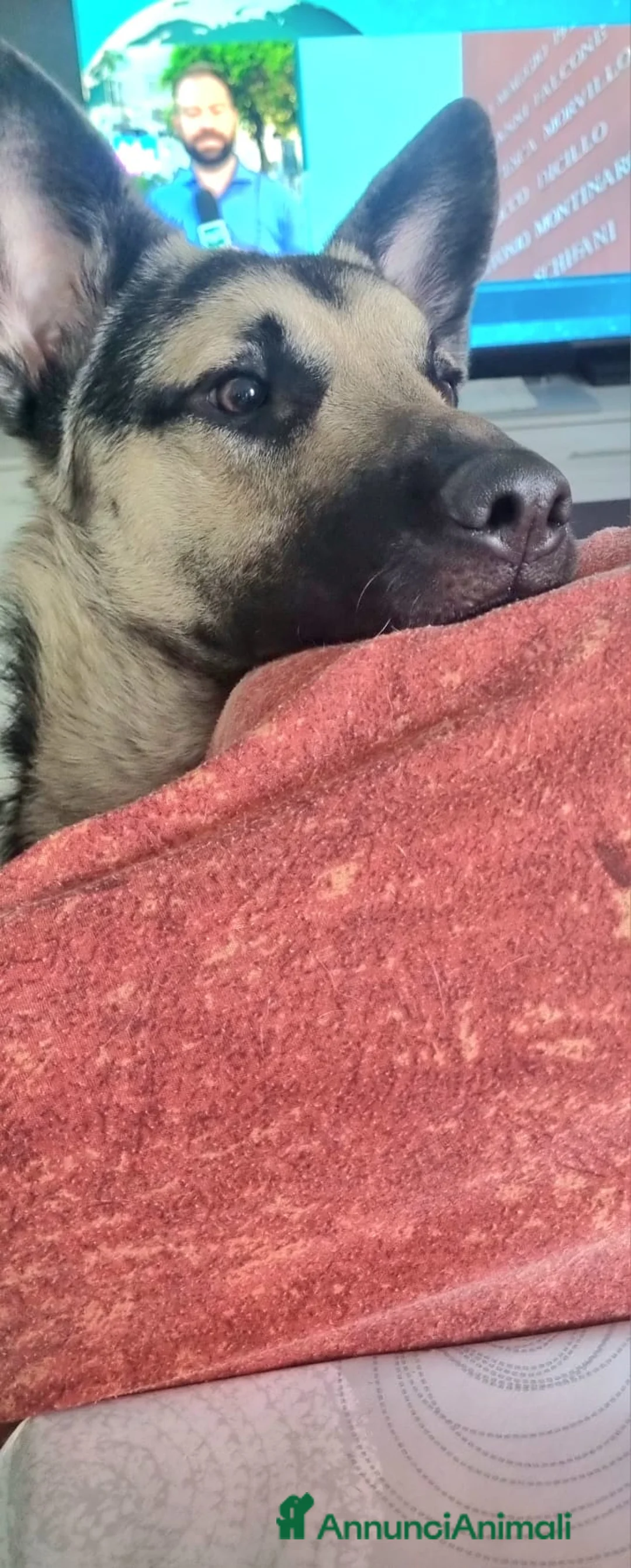 Pastore Tedesco cani in regalo: il cucciolo e trattato benissimo a Città Metropolitana di Genova - Annuncio 2