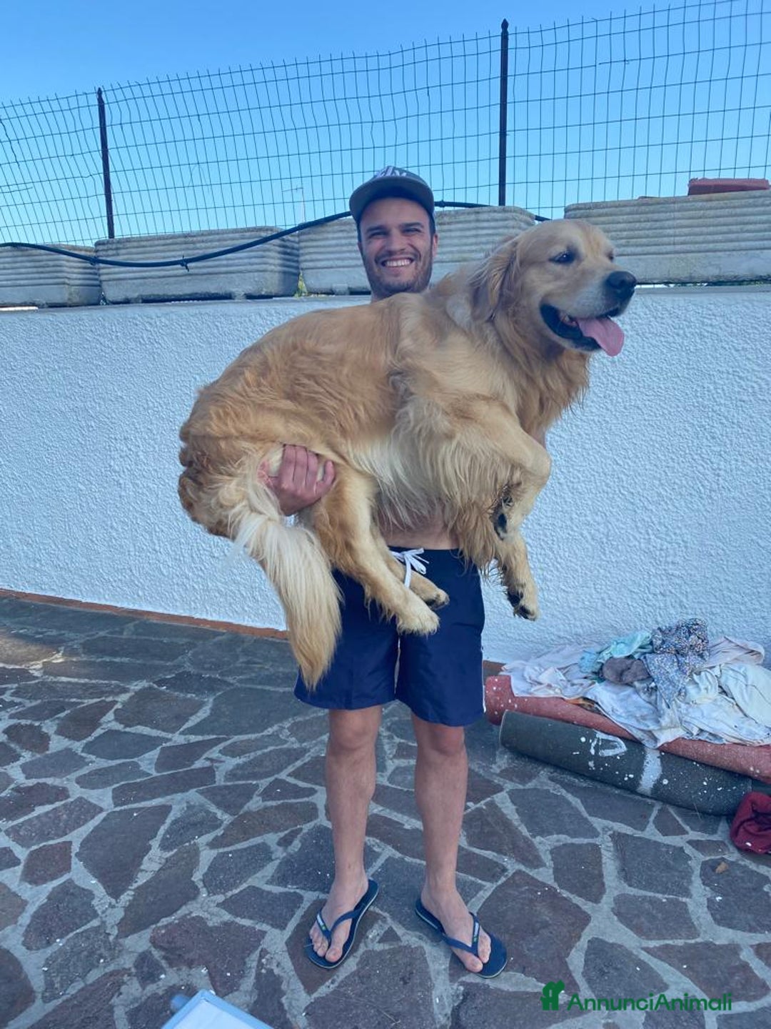 Golden Retriever cani per accoppiamento: Gregorio cerca la sua dolce metà 🐶❤️ a Provincia di Frosinone - Annuncio 10