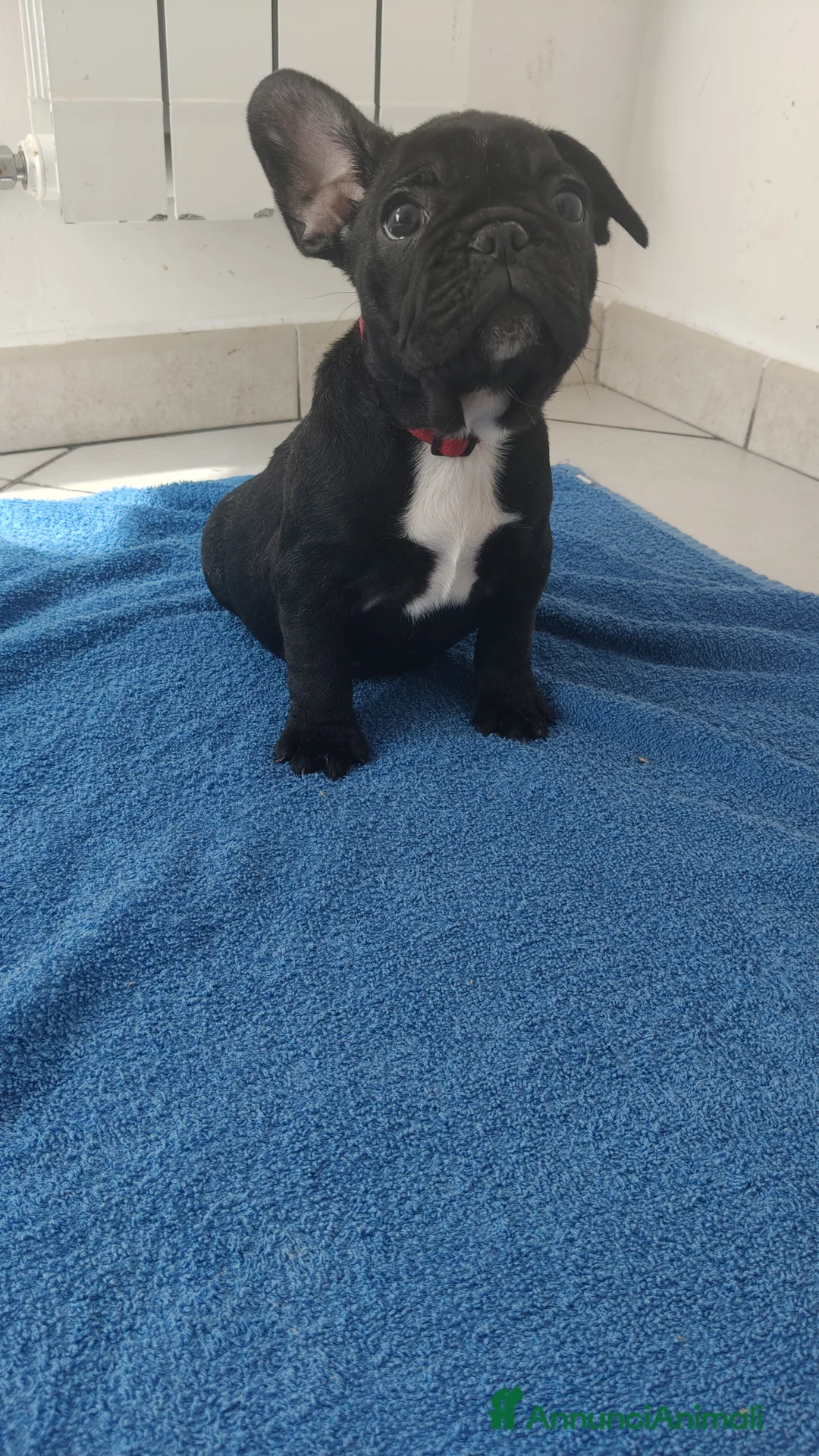 Bulldog Francese cani in vendita: Cucciola di bulldog francese  - Annuncio 5