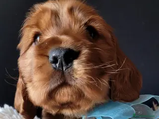 Cocker cani COCKER SPANIEL INGLESE CUCCIOLI MASCHI - Annuncio 1