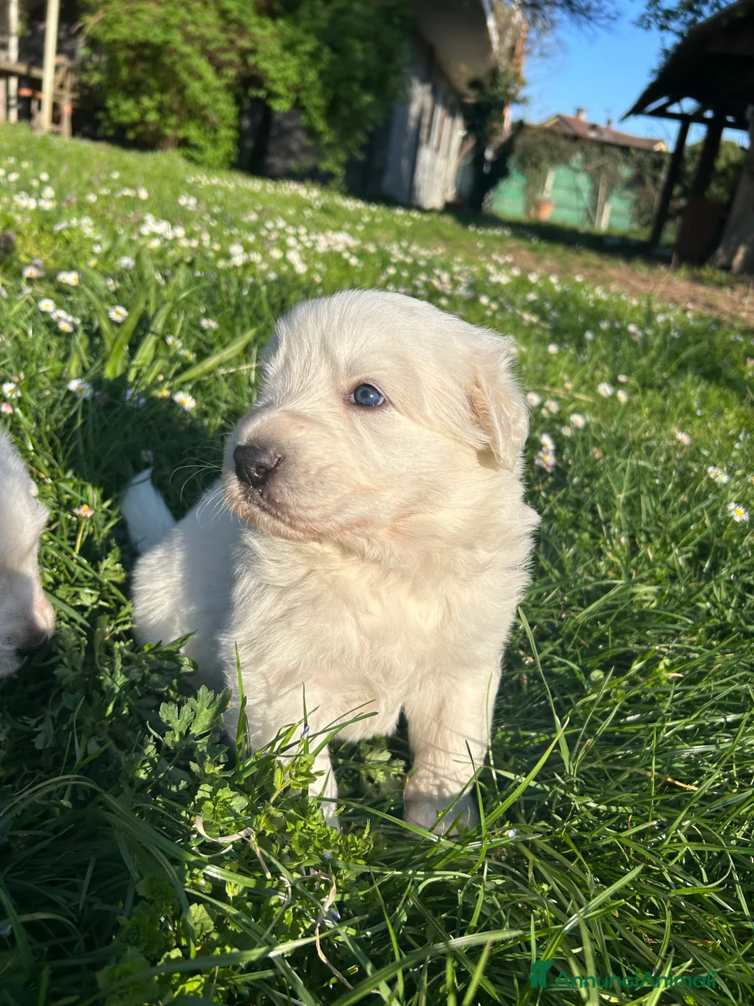 Pastore Maremmano cani in vendita: Vendita cuccioli pastore maremmano a Città Metropolitana di Torino - Annuncio 2