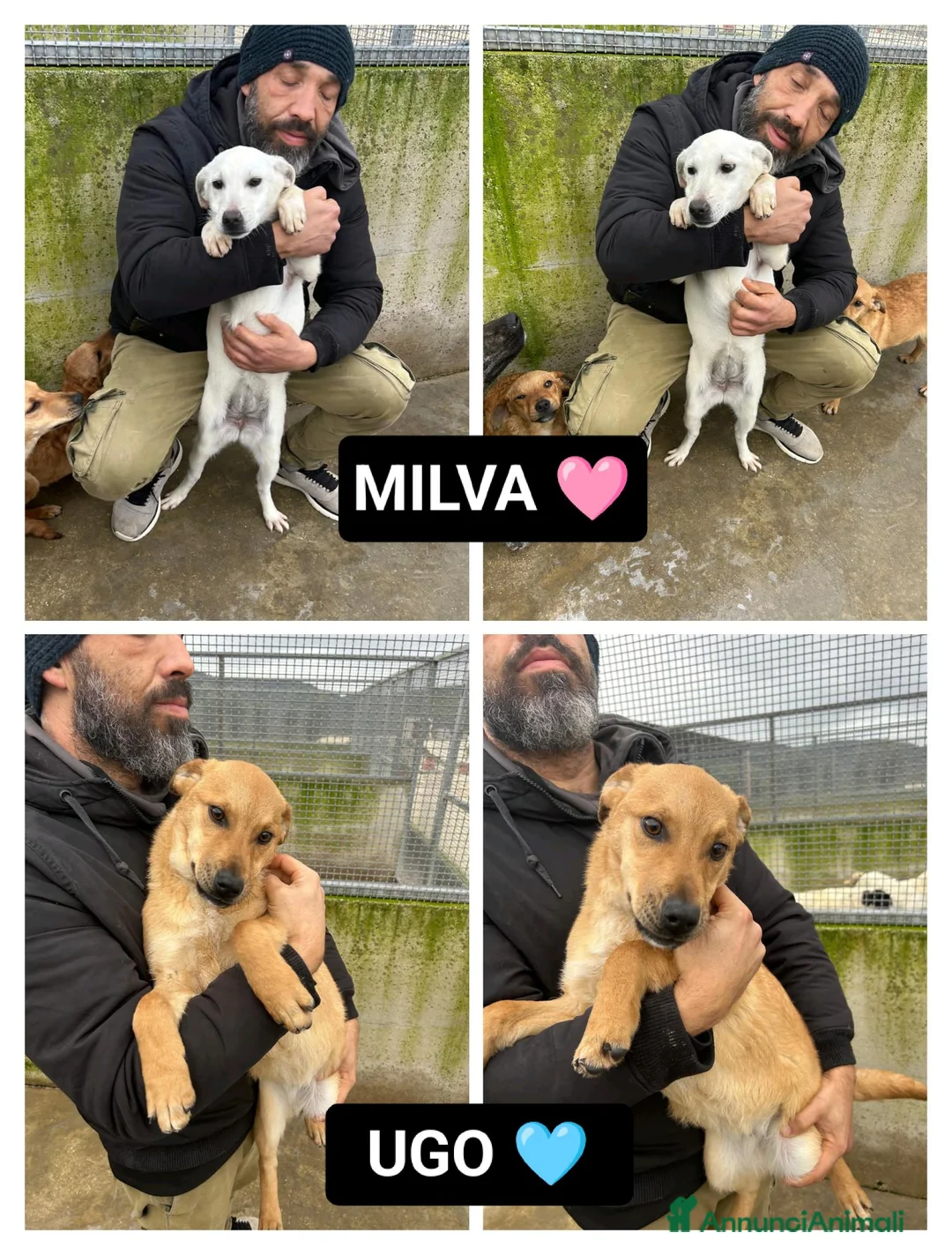 Altre razze cani in regalo: MILVA E UGO - Annuncio 1