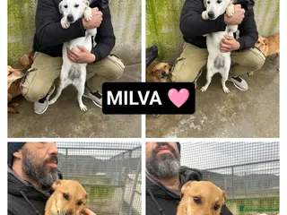 Altre razze cani MILVA E UGO - Annuncio 5