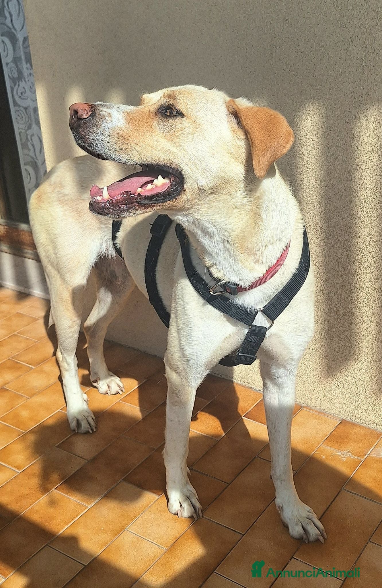Labrador cani Lily 2 anni mix labrador  - Annuncio 2