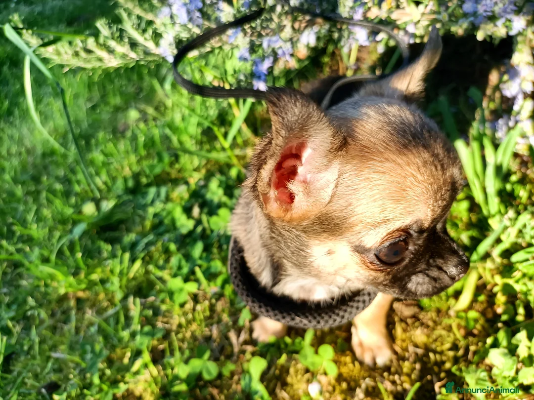 Chihuahua cani in vendita: Chihuahua femmina cucciola  - Annuncio 2