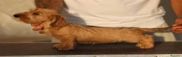 Bassotto cani in vendita: Bassotto pelo duro nano colore foglia secca  - Annuncio 5