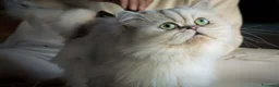 Persiano gatti in vendita: Persiano chincillà - Annuncio 6