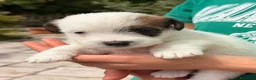 Jack Russell cani in vendita: Maschi disponibile per la prenotazione - Annuncio 10