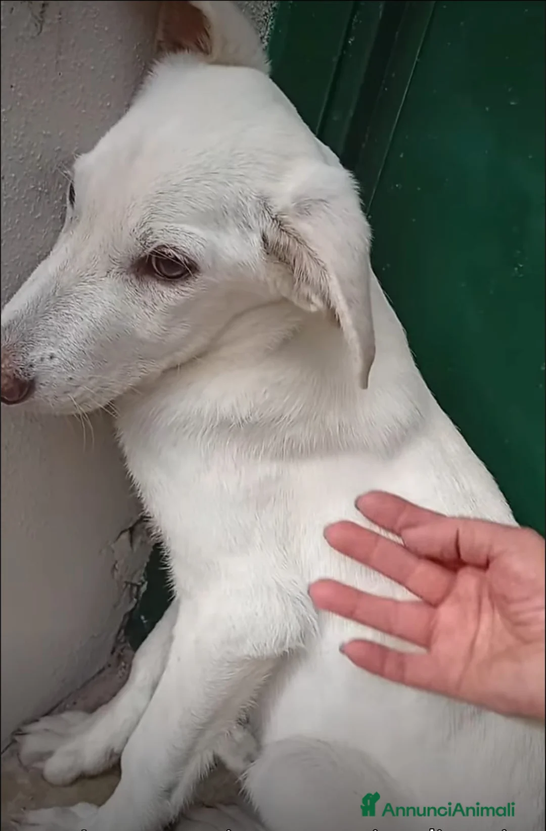 Meticcio cani in regalo: Kira 7mesi trovata pelle ed ossa,in canile.COSENZA - Annuncio 2