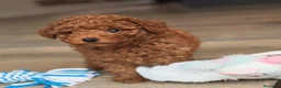 Barboncino Toy cani in vendita: Barboncino toy - Annuncio 1