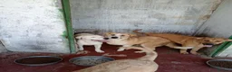 Labrador cani in regalo: Lucia femmina di simil Labrador - Annuncio 9