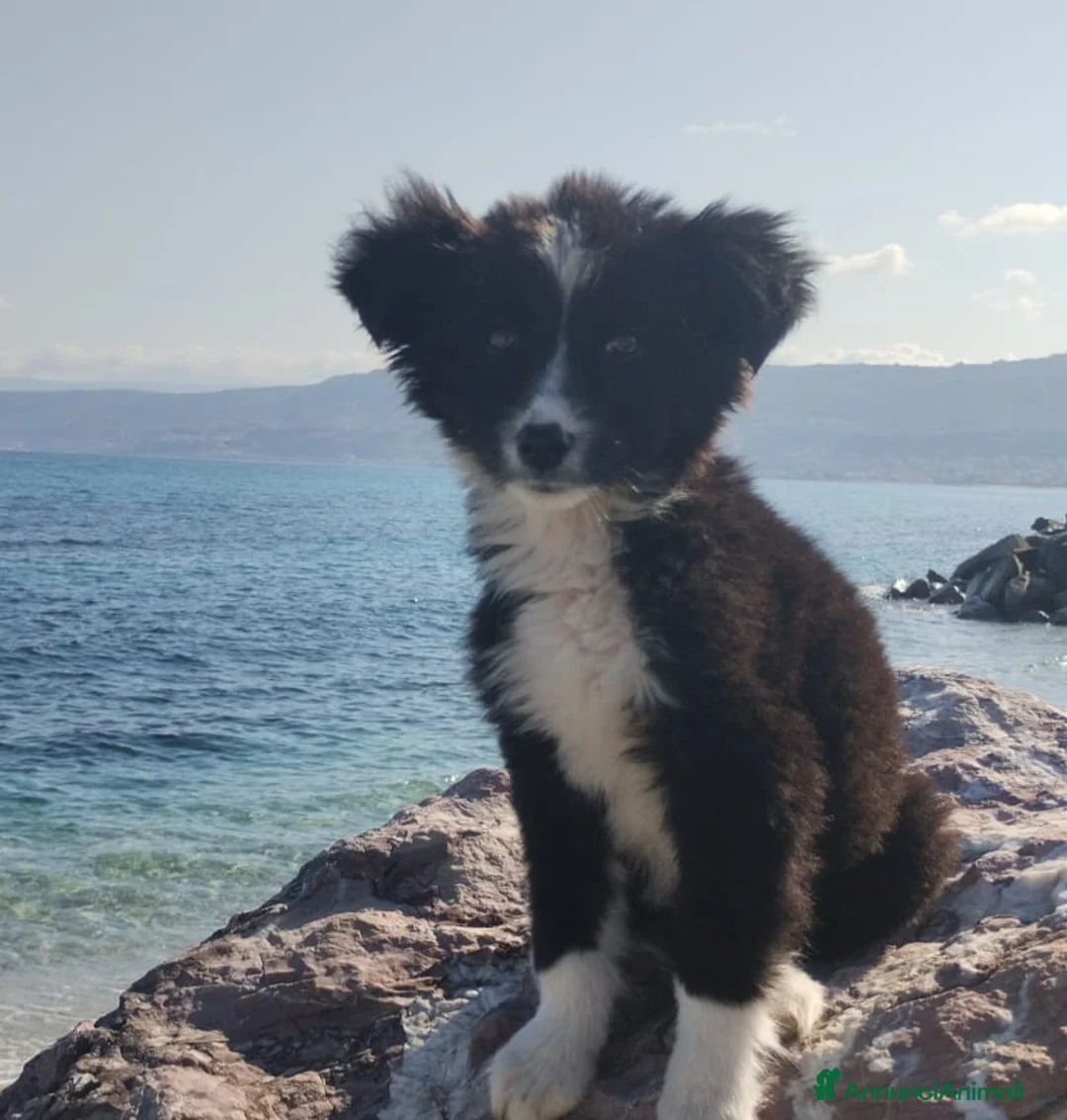 Meticcio cani in regalo: UNA MAMMA PER BIMBA  - Annuncio 5