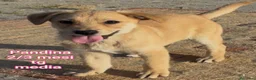 Meticcio cani in regalo: CUCCIOLI TENERISSIMI IN CERCA DI CASA a Provincia di Modena - Annuncio 7