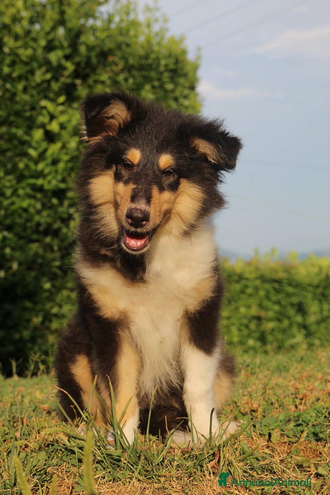 Collie cani in vendita: Cucciola tricolore  a Province of Como - Immagine 3