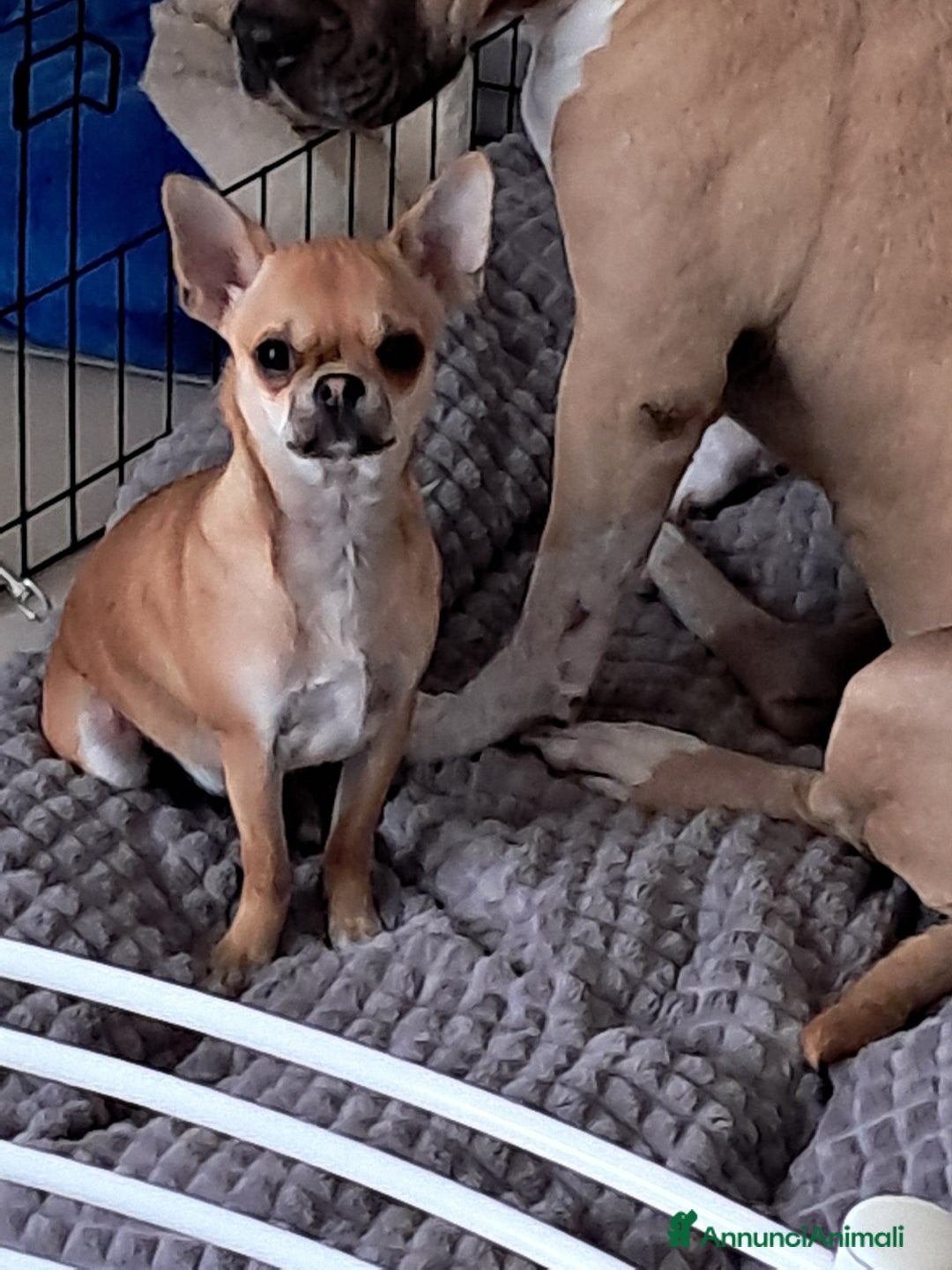 Chihuahua cani in vendita: Chiuahua - Annuncio 1