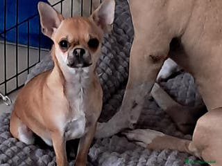 Chihuahua cani Chiuahua - Annuncio 27