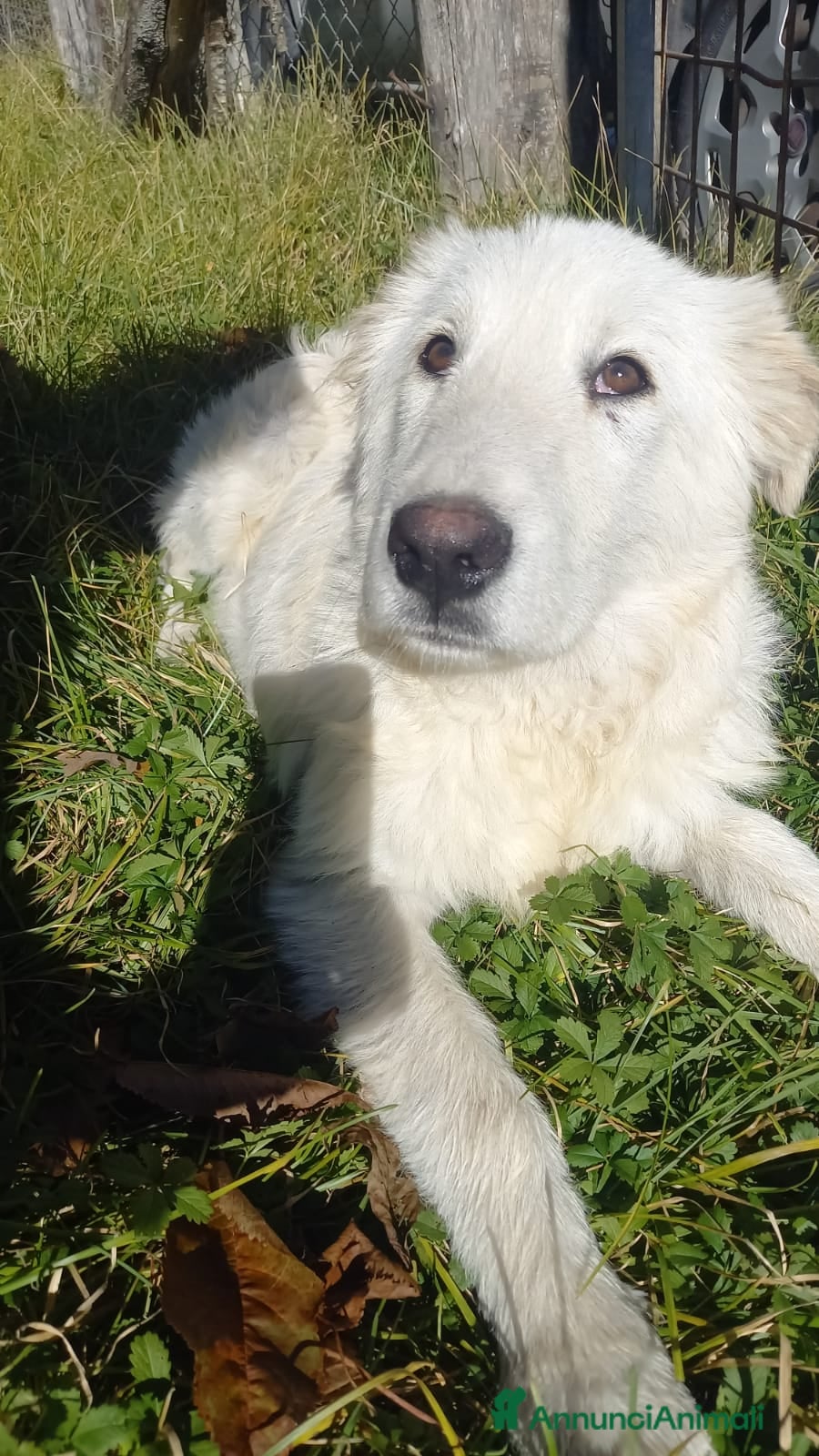 Meticcio cani Tito 6mesi mix Maremmano bellissimo L AQUILA - Annuncio 41