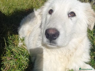 Meticcio cani Tito 6mesi mix Maremmano bellissimo L AQUILA - Annuncio 41