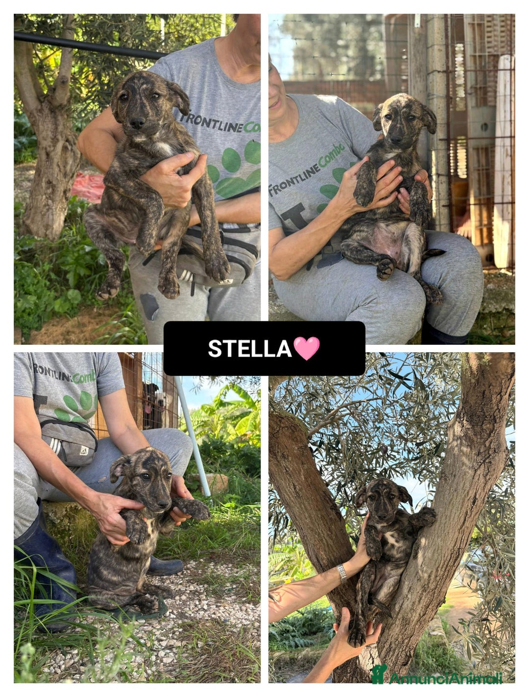 Altre razze cani in regalo: stella  - Annuncio 1