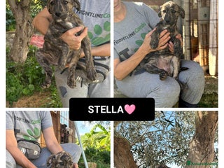 Altre razze cani stella - Annuncio 34