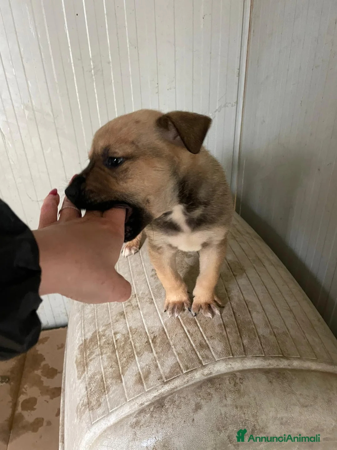 Meticcio cani in regalo: ADOTTACI - Annuncio 5