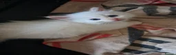 Siberiano gatti in vendita: Gattini siberiani neva  - Annuncio 4