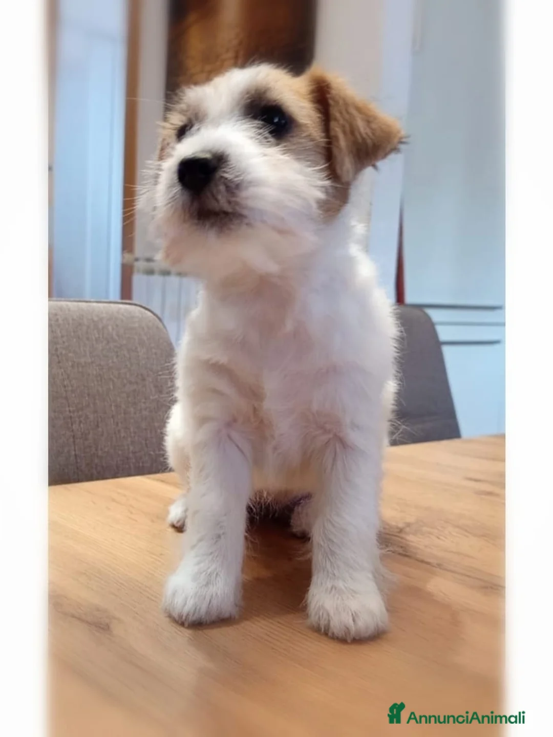 Jack Russell cani in vendita: Jack Russell pelo ruvido  a Città metropolitana di Roma Capitale - Annuncio 2